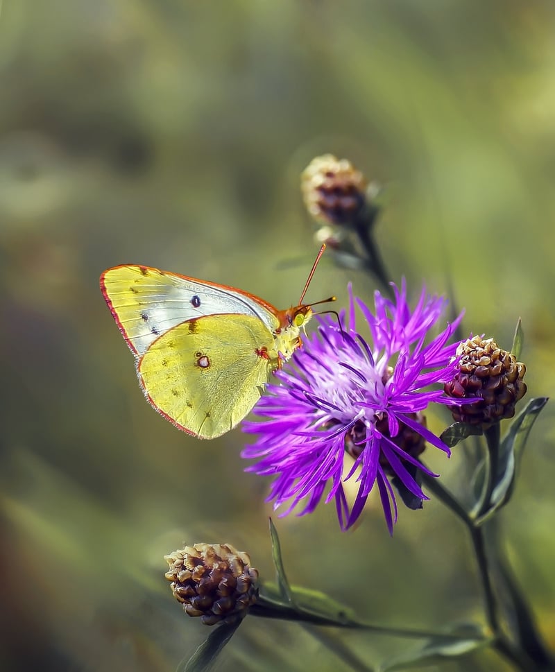 Butterfly Effects